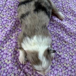Iris - Red merle female Miniature American Shepherd puppy in Iota, Louisiana from Southern L Aussies