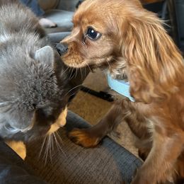 Cavalier King Charles Spaniel and Golden Retriever All Grown Up from Green Acres Nextgen