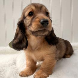 Shaded Red - Red female Dachshund puppy in Nampa, Idaho from Long_and_Low_Dachshunds