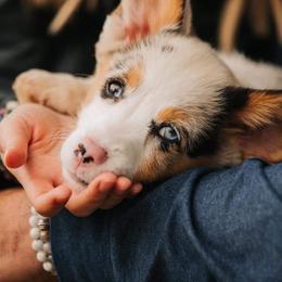 American Corgi and Pembroke Welsh Corgi Puppies from Magnolia Creek Corgis