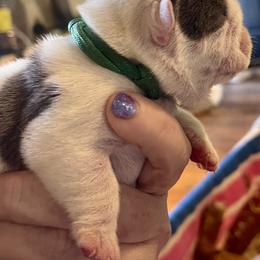Ben - Blue tri-color male Bulldog puppy in Seneca, South Carolina from Burrell’s Bulldog Kingdom
