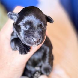 Linus black thin strip white on chest dot chin ESA lines pending eye color - Black male Miniature Schnauzer puppy in Temple, Texas from Schnauzers Of Taylor