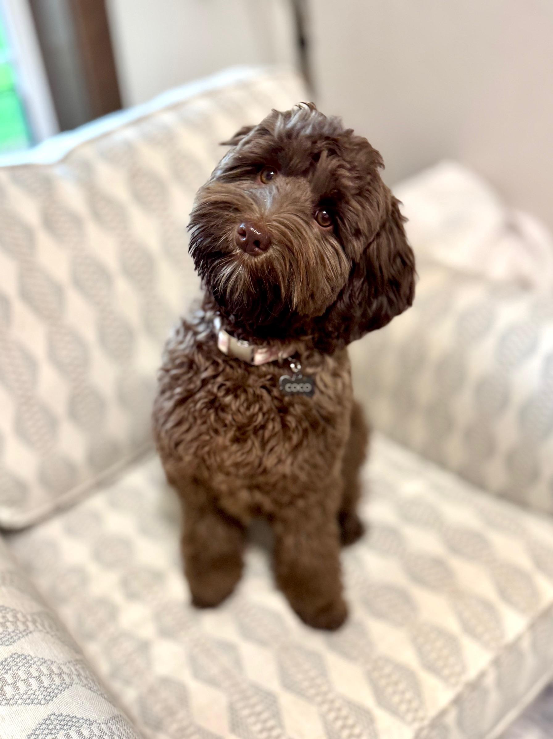Coco