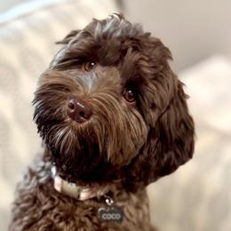 Coco - Australian Labradoodle