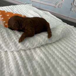 Blitzes - Red  male Poodle puppy in Cape Coral, Florida from Ruby the poodle