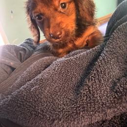 Gandalf - Chocolate and tan male Dachshund puppy in Richwood, West Virginia from Wild and Wonderful Wieners