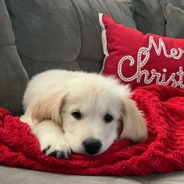 Golden Retriever Puppies from Sleepy Morning Goldens