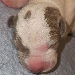 Abigail - Silver female Great Dane puppy in Towaco, New Jersey from MommaDukes Danes