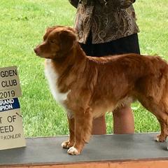 Nova Scotia Duck Tolling Retriever All Grown Up from Melinda Van's Nova Scotia Duck Tolling Retrievers