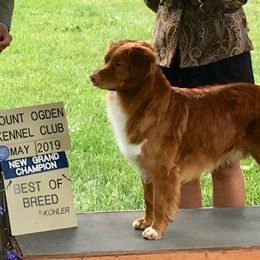 Nova Scotia Duck Tolling Retriever All Grown Up from Melinda Van's Nova Scotia Duck Tolling Retrievers