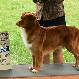 Nova Scotia Duck Tolling Retriever All Grown Up from Melinda Van's Nova Scotia Duck Tolling Retrievers