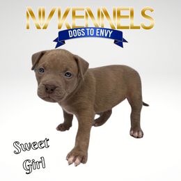 Girl 2 - American Bully puppy in Ocean City, Maryland from NV Kennels