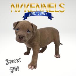 Girl 2 - American Bully puppy in Ocean City, Maryland from NV Kennels