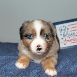 Patriot - Blue merle male Miniature Australian Shepherd puppy in Kissee Mills, Missouri from Clinkenbeard Kennel