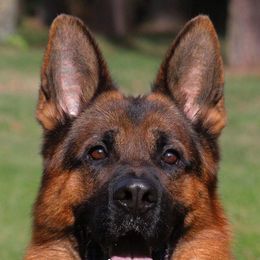 German Shepherd All Grown Up from Morning Mist Farm