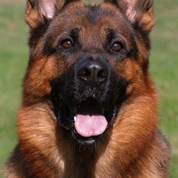 German Shepherd All Grown Up from Morning Mist Farm