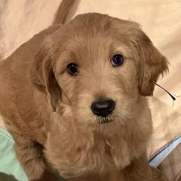 DAKOTA - Red  female Goldendoodle puppy in Porter Ranch, California from Jasperdoodle.com
