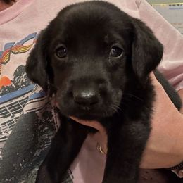 Grizz- Black Collar - Black male Labrador Retriever puppy in Mount Olive, Mississippi from 3 King Kennels