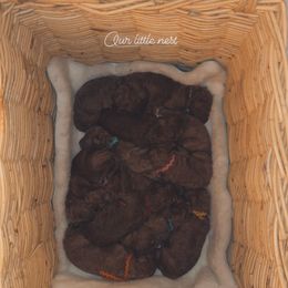 Poodle Puppies from Sunset Standard Poodles