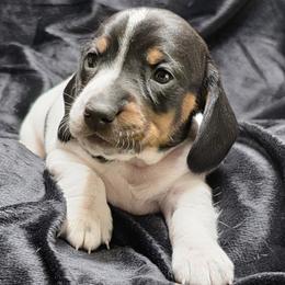 Baby Girl 1 - Jersey - Piebald female Dachshund puppy in Salem, Oregon from Long'd Fore Dachshunds
