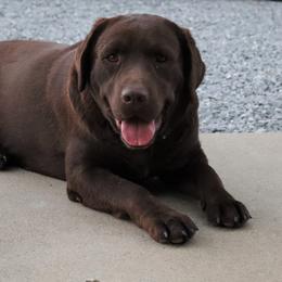 Journey - Labrador Retriever