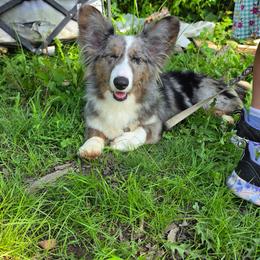 Ada - Blue merle and white female Cardigan Welsh Corgi puppy in Mansfield, Ohio from Moonrise corgis