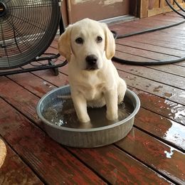 Labrador Retriever Puppies from Hero Labradors