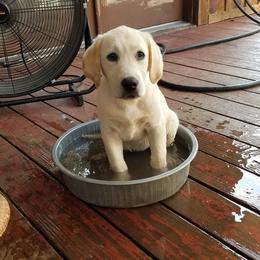 Labrador Retriever Puppies from Hero Labradors