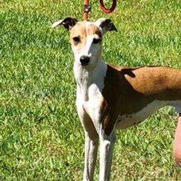 Italian Greyhounds from Lebeck Acres