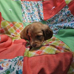 Dachshund Puppies from Boot Scootin Pups