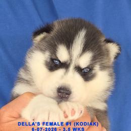 DELLA'S FEMALE 1 - Black and white female Siberian Husky puppy in Manilla, Iowa from Bruck's Siberian Huskies