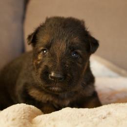 Jeckl - Black and red male German Shepherd puppy in Garland, Maine from Vom Schön Traumhund