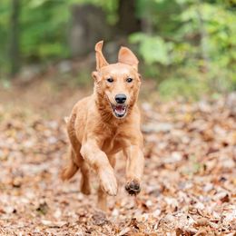 Border Collies and Golden Retrievers from Sona Kennels