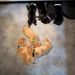 Girl 3 - Black female Labrador Retriever puppy in Britton, South Dakota from FR Labs