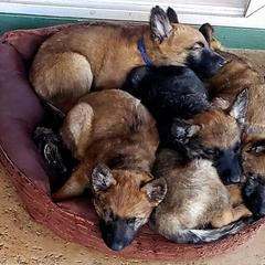 Belgian Laekenois Puppies from Cal Curly Coats Belgian Laekenois