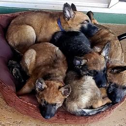 Belgian Laekenois Puppies from Cal Curly Coats Belgian Laekenois