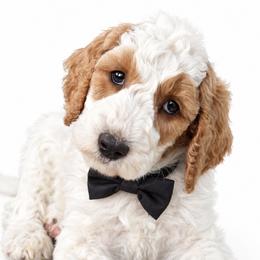 Beckham - Parti male Poodle puppy in Chicago, Illinois from Urbane Retrievers