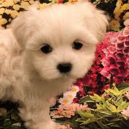 Candy - White female Maltese puppy in North Myrtle Beach, South Carolina from Perfect Puppies