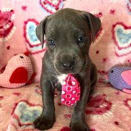 Porky-orange - Blue male Companion Cross puppy in Calimesa, California from Teakwoodpoodleofsocal
