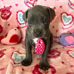 Porky-orange - Blue male Companion Cross puppy in Calimesa, California from Teakwoodpoodleofsocal