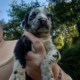 Catahoula Leopard Dog Puppies from Full Throttle Catahoulas