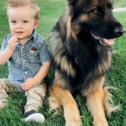 German Shepherd Puppies from Beacham German Shepherds