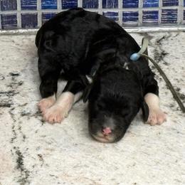 Sprinkles - Black and white female Sheepadoodle puppy in Chesapeake, Virginia from Doodle-Cove