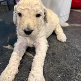 Girl 1 - Cream female Poodle puppy in Walpole, Massachusetts from Harborstone Poodles and Terriers