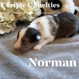 Norman - Sable merle and white male Shetland Sheepdog puppy in Gladbrook, Iowa from T Triple C Shelties