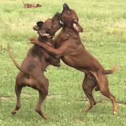 Rhodesian Ridgebacks from Clattenburg Ridgebacks