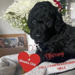 Blarney - Black Goldendoodle puppy in Palm Coast, Florida from Spread Love Everywhere Poodles & Doodles