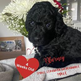 Blarney - Black Goldendoodle puppy in Palm Coast, Florida from Spread Love Everywhere Poodles & Doodles