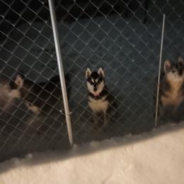 Siberian Husky Puppies from Spirit of the Moon Siberians