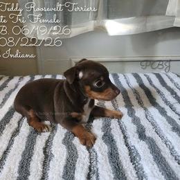 PBJ - Chocolate and white female Teddy Roosevelt Terrier puppy in Knightstown, Indiana from Boles Family Farm